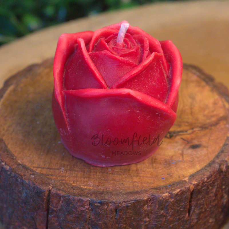 Bloom Rose 1