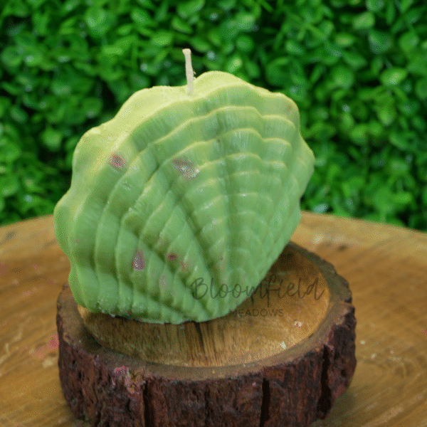 Shell - Image 6